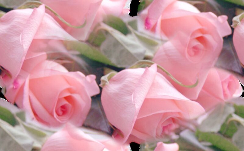 bouquet of pink roses