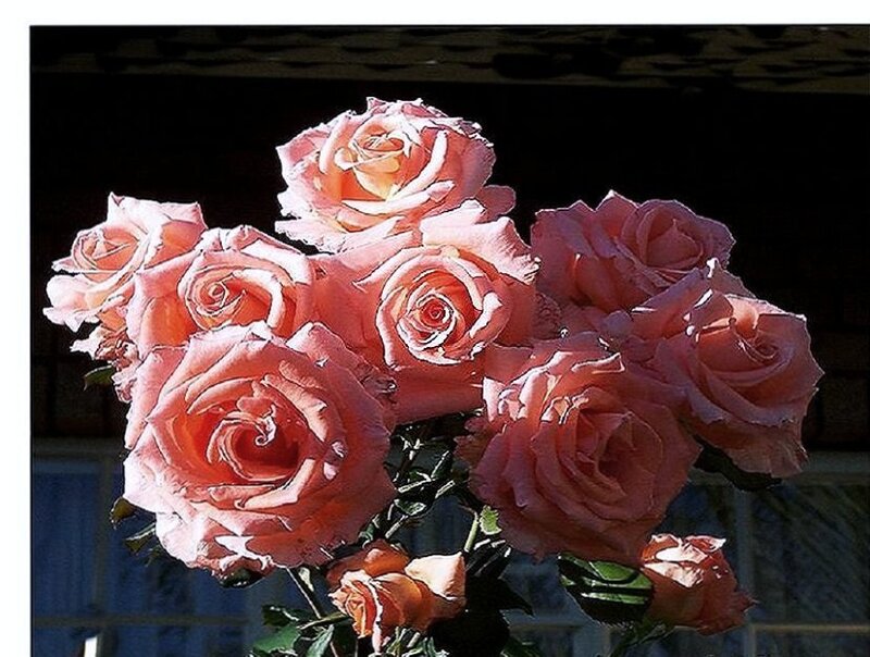 bouquet of pink roses