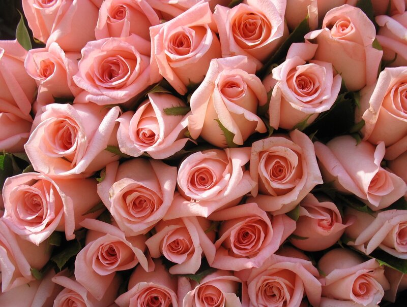 bouquet of pink roses