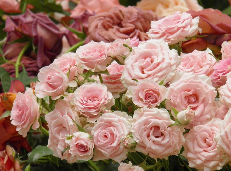 bouquet of pink roses
