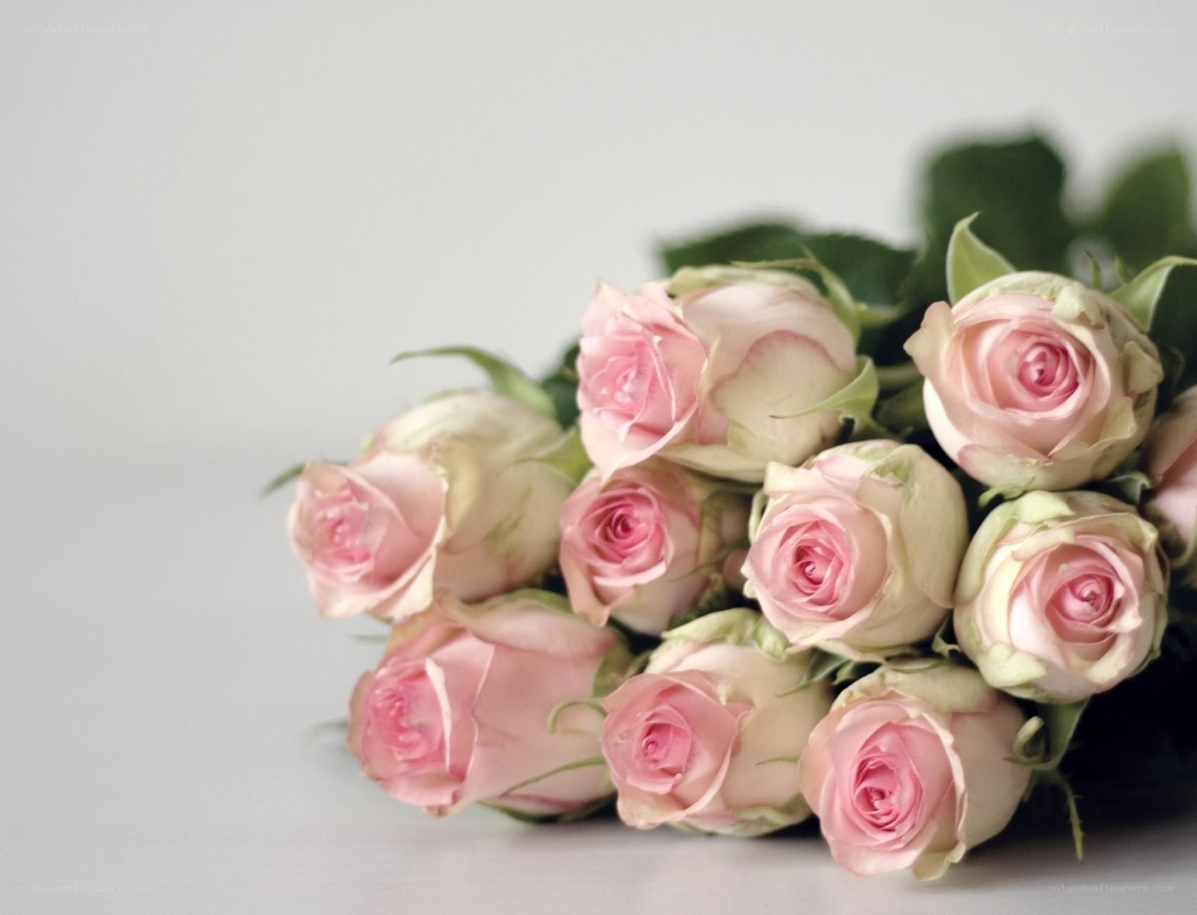 bouquet of pink roses
