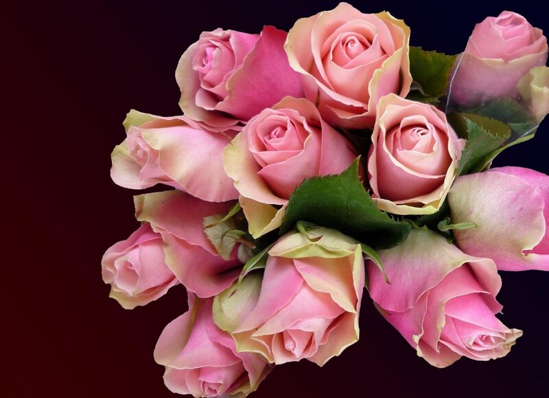 bouquet of pink roses