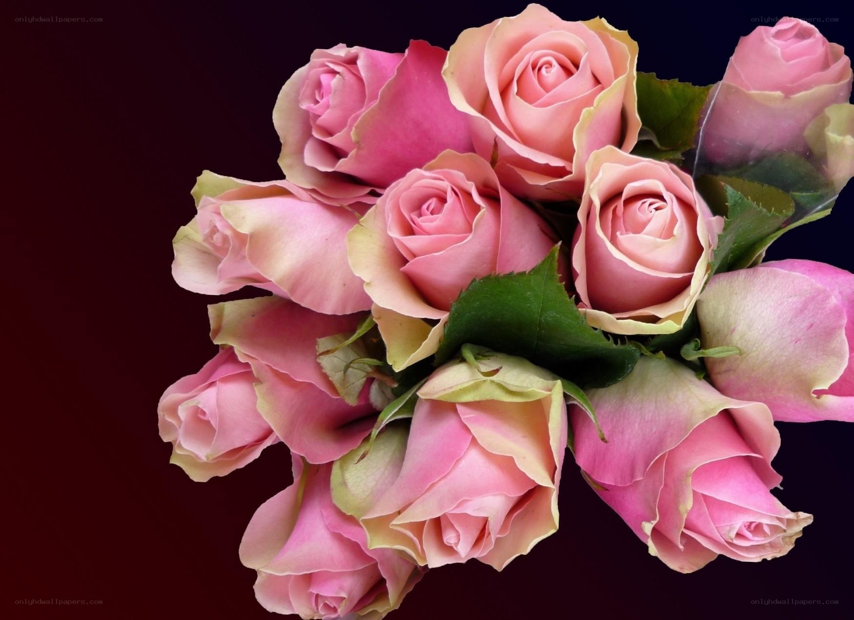 bouquet of pink roses
