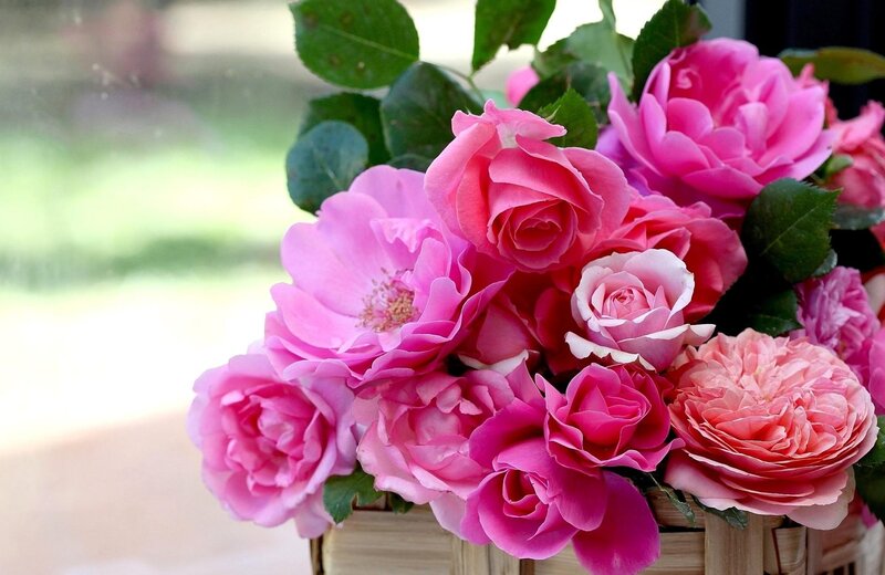 bouquet of pink roses