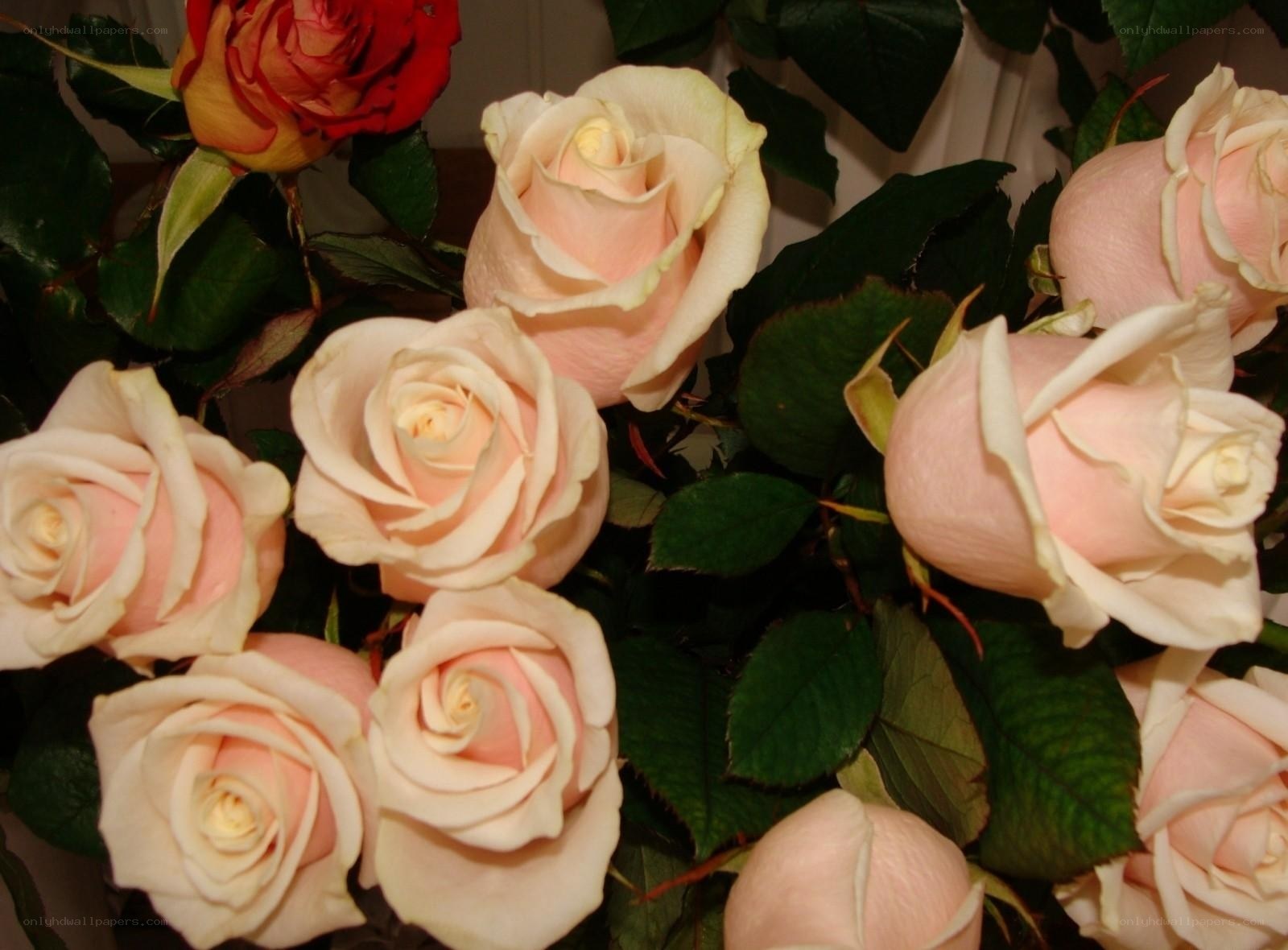 bouquet of pink roses