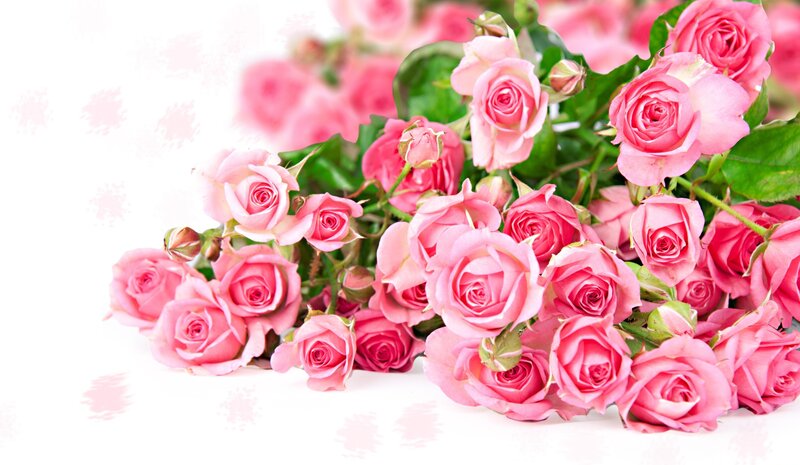 bouquet of pink roses