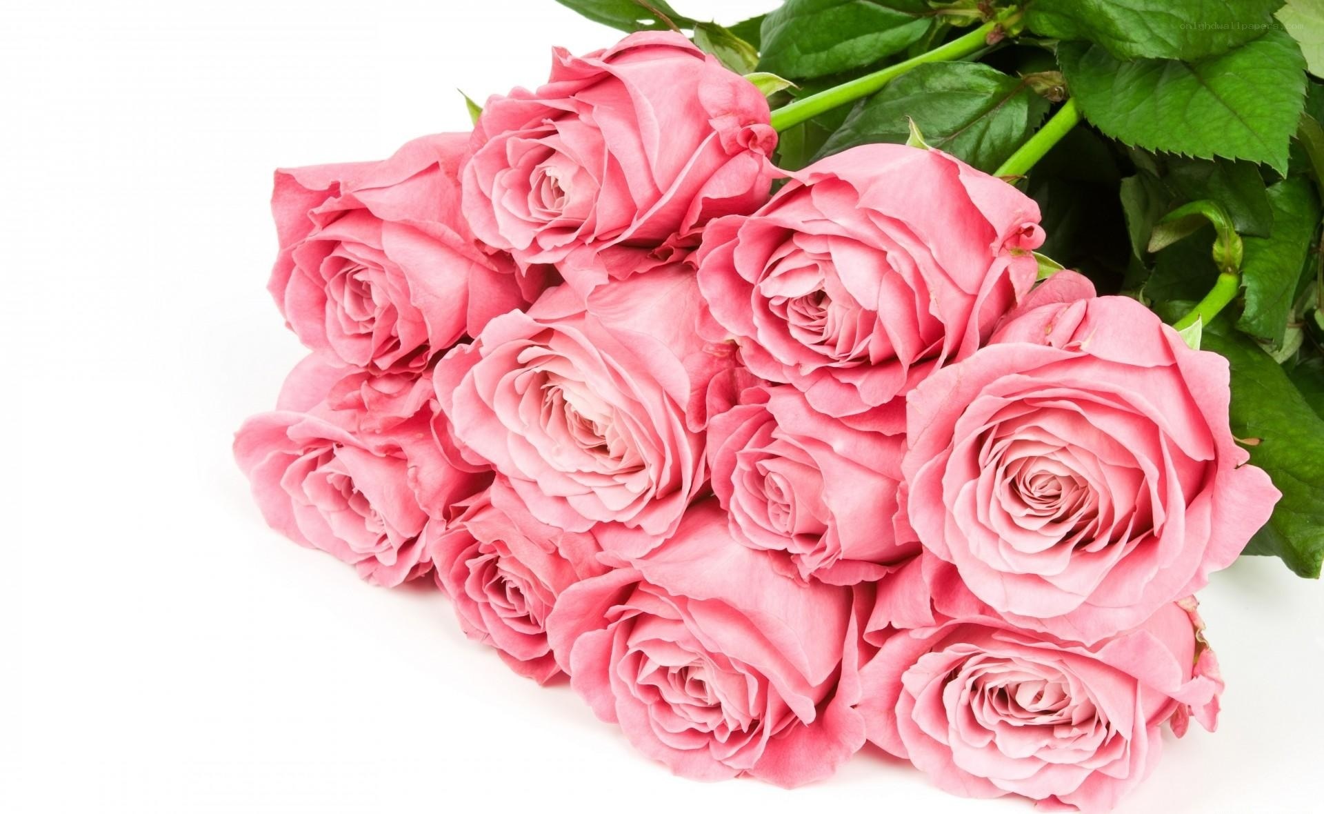 bouquet of pink roses