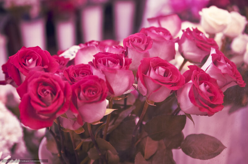 bouquet of pink roses