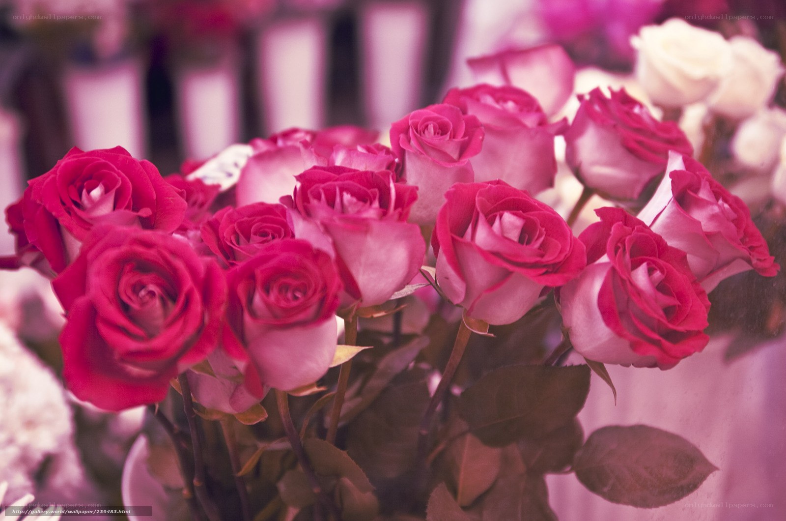 bouquet of pink roses