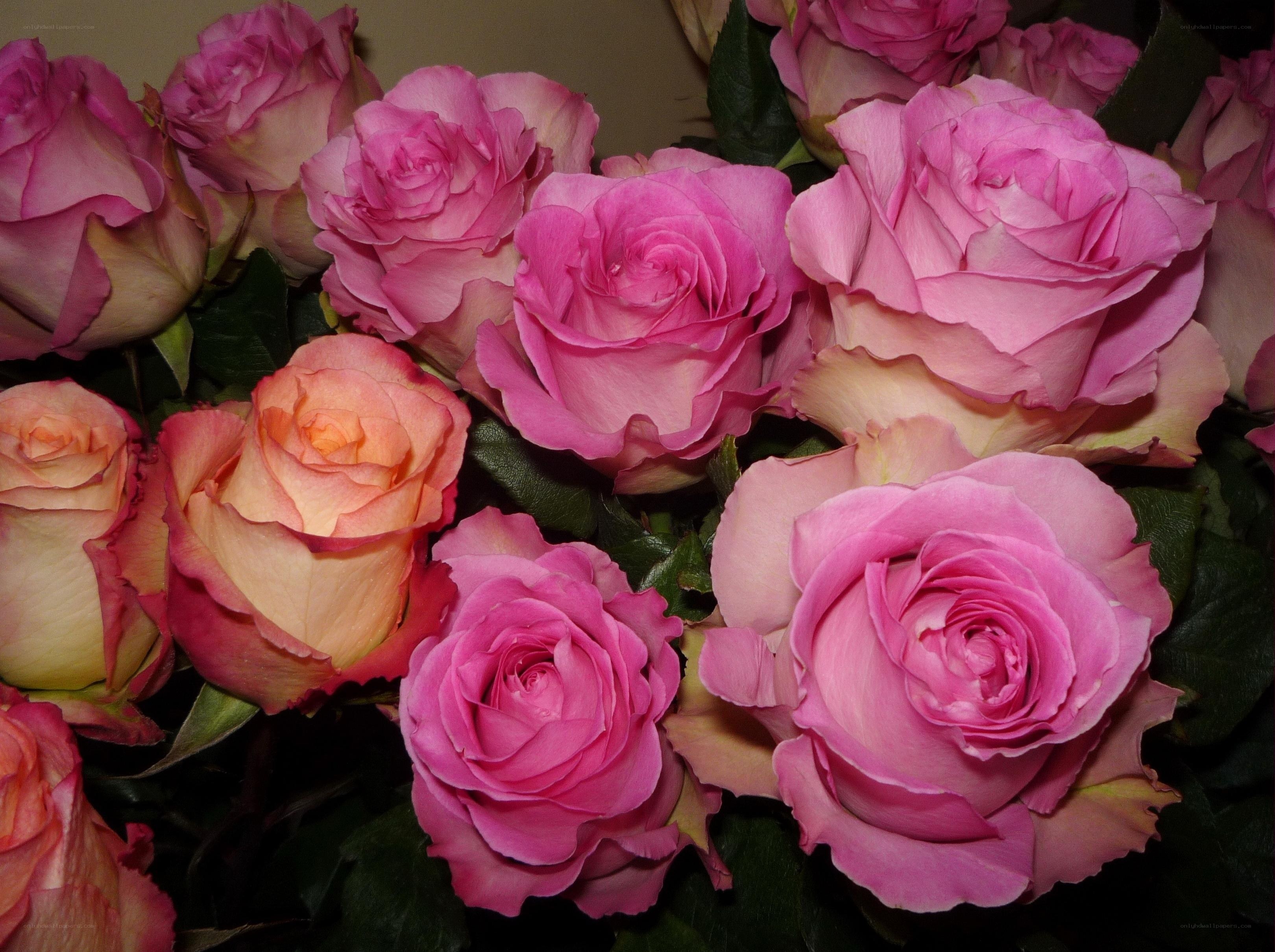 bouquet of pink roses