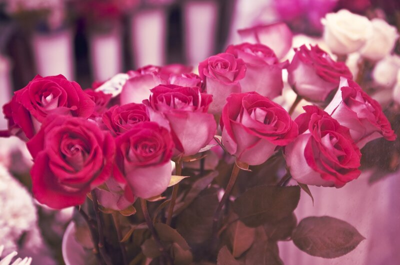 bouquet of pink roses
