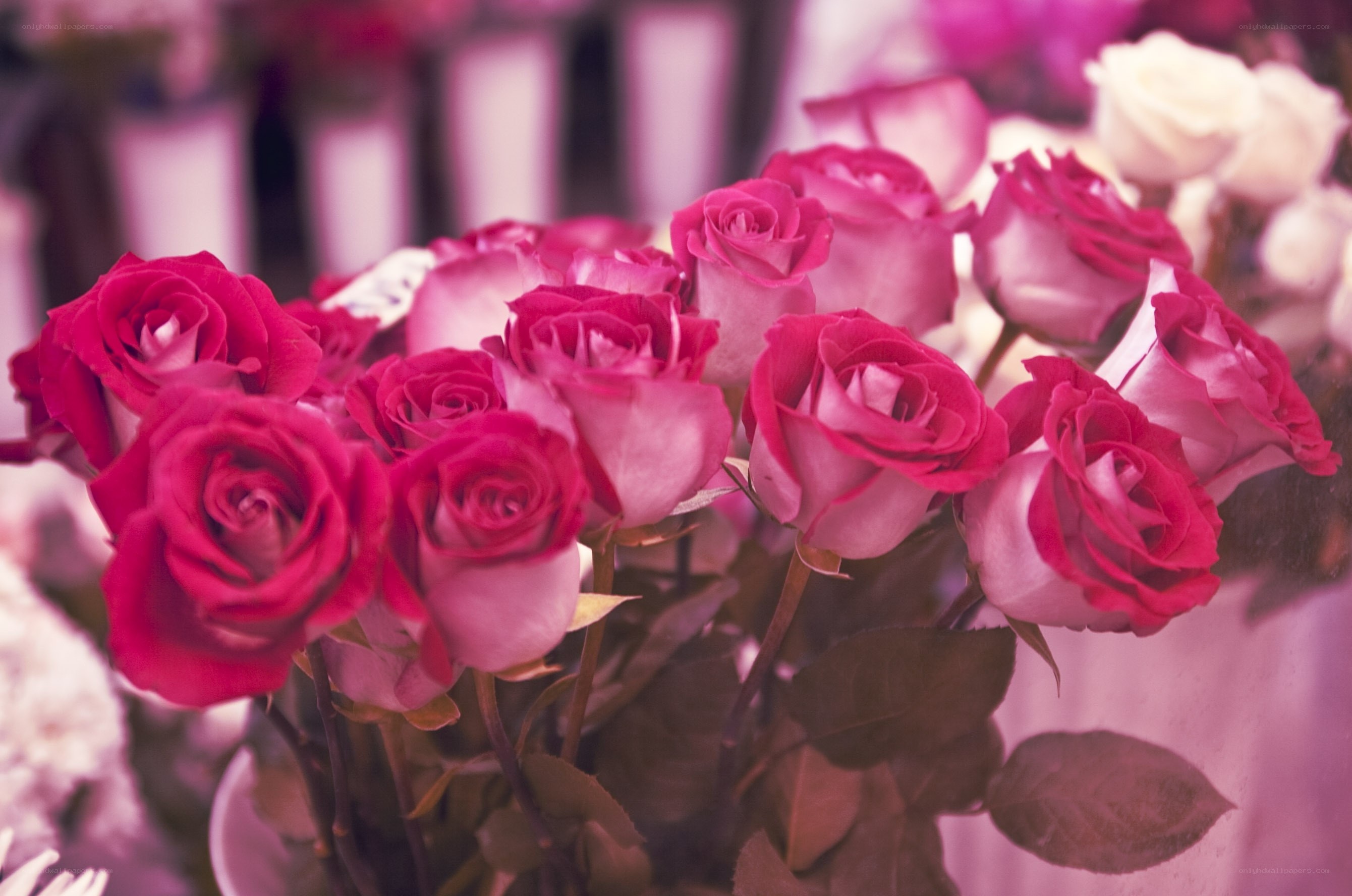 bouquet of pink roses