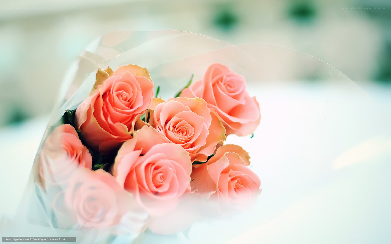 bouquet of pink roses