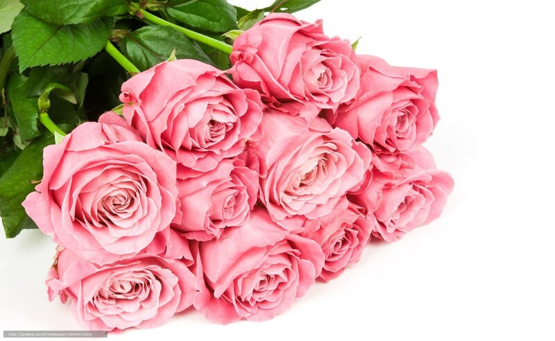 bouquet of pink roses