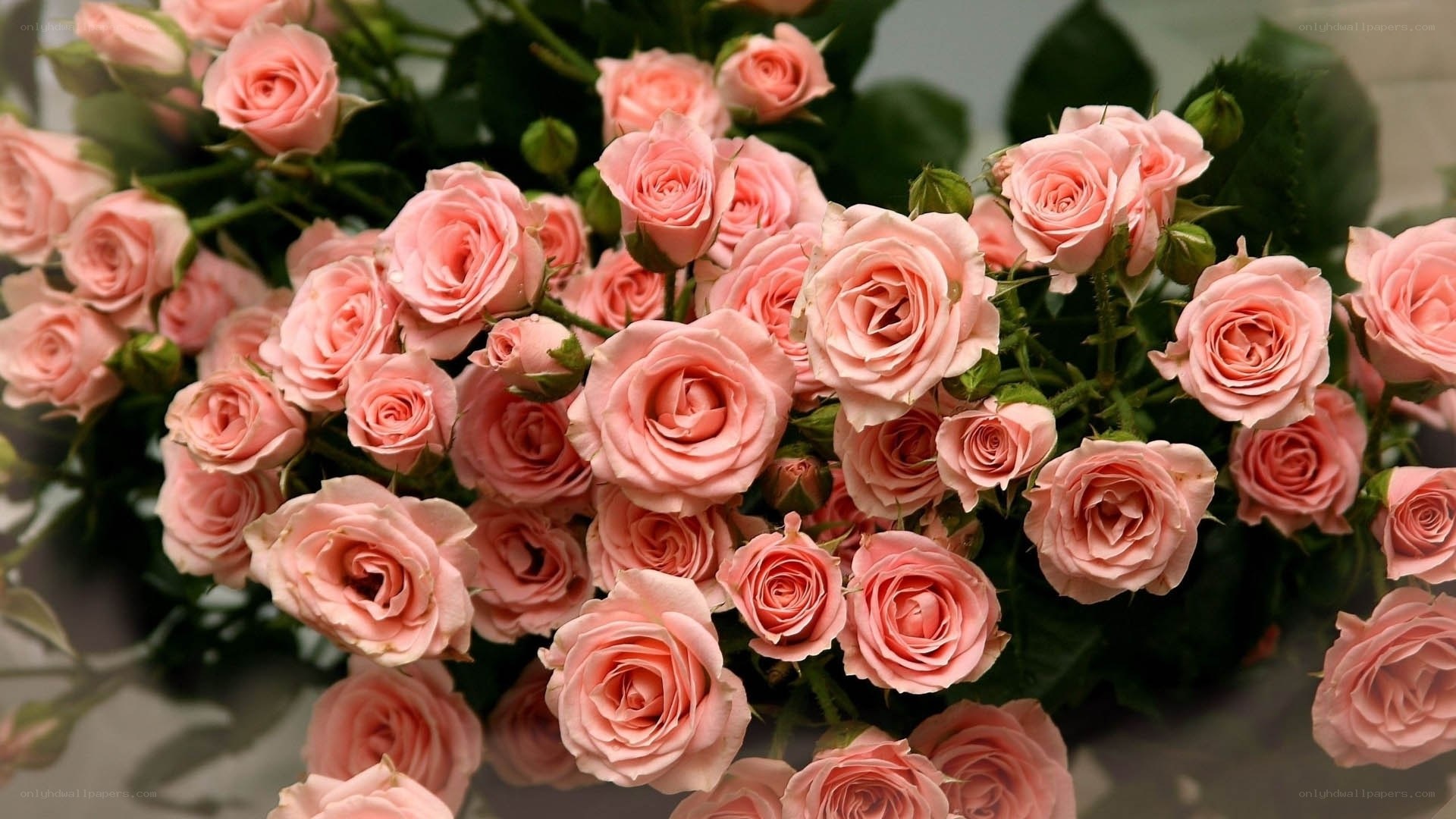 bouquet of pink roses