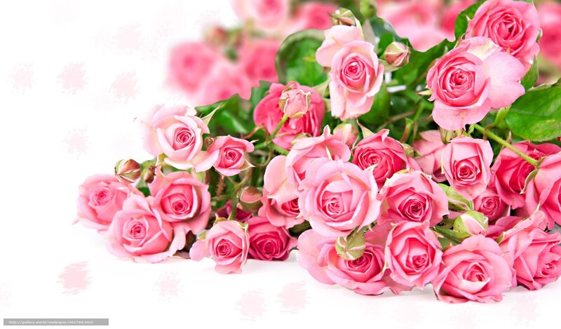 bouquet of pink roses