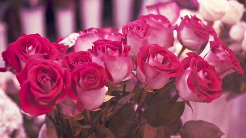 bouquet of pink roses