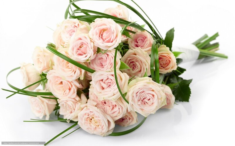bouquet of pink roses