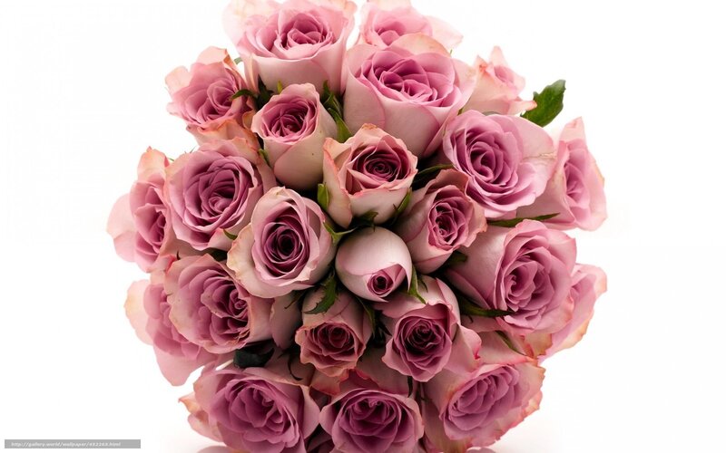 bouquet of pink roses