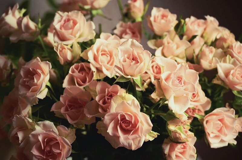 bouquet of pink roses