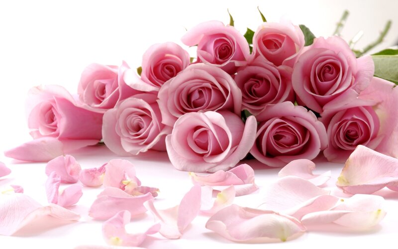 bouquet of pink roses