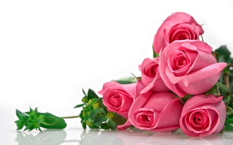bouquet of pink roses