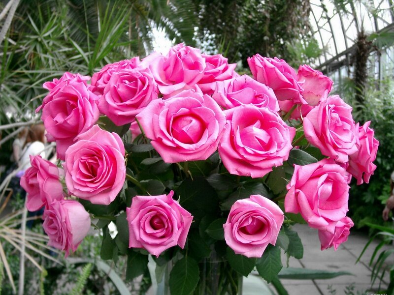 bouquet of pink roses