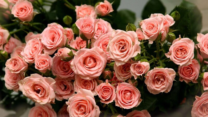 bouquet of pink roses
