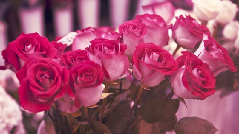 bouquet of pink roses