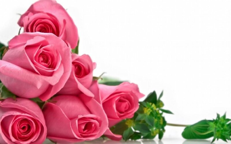 bouquet of pink roses