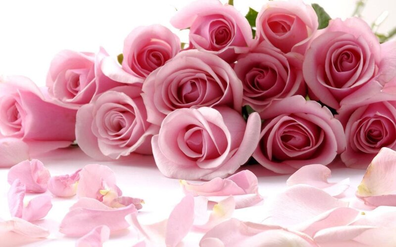 bouquet of pink roses