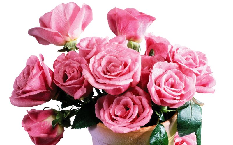 bouquet of pink roses