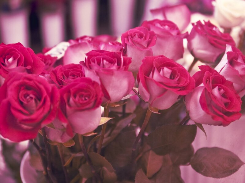 bouquet of pink roses