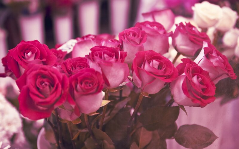 bouquet of pink roses