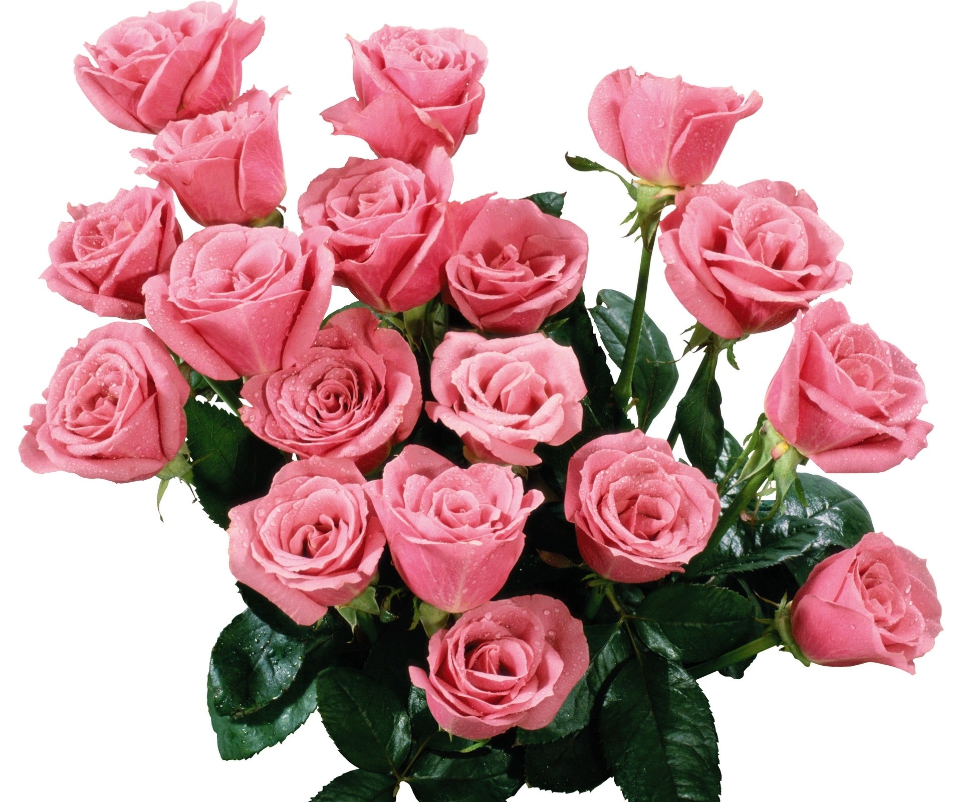 bouquet of pink roses