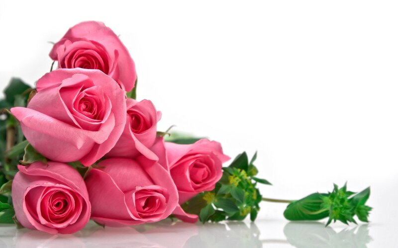 bouquet of pink roses