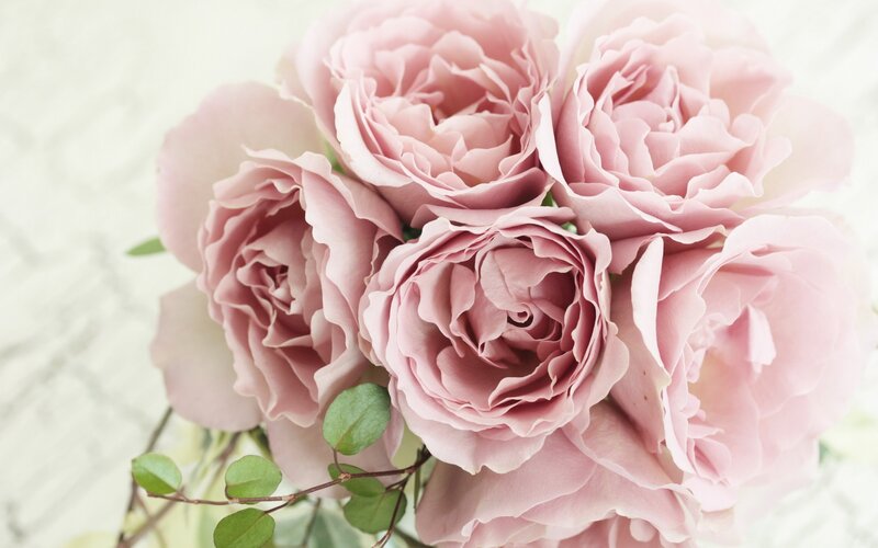bouquet of pink roses