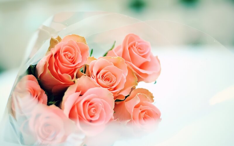 bouquet of pink roses