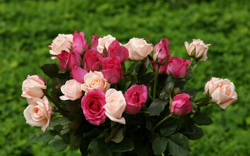 bouquet of pink roses