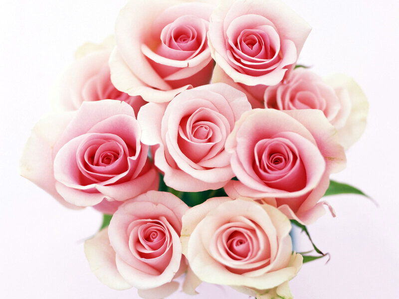bouquet of pink roses
