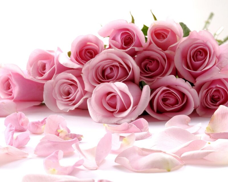 bouquet of pink roses