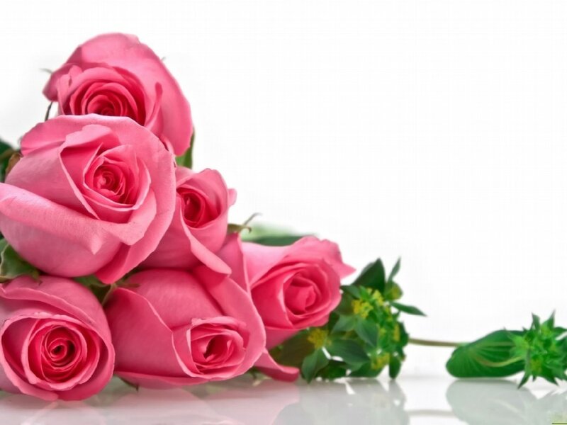 bouquet of pink roses