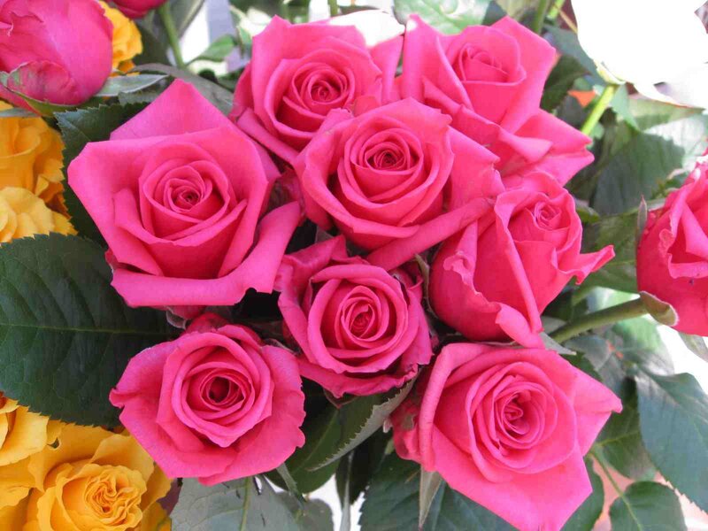 bouquet of pink roses