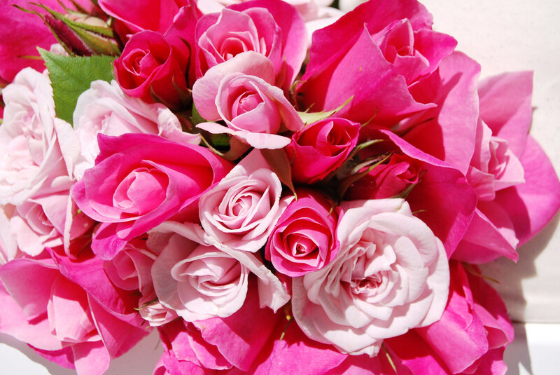 Bouquet of Pink Roses — Calm, Afternoon