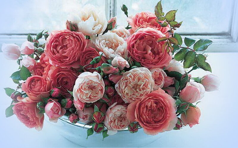 Bouquet of Pink Roses — Calm, Morning