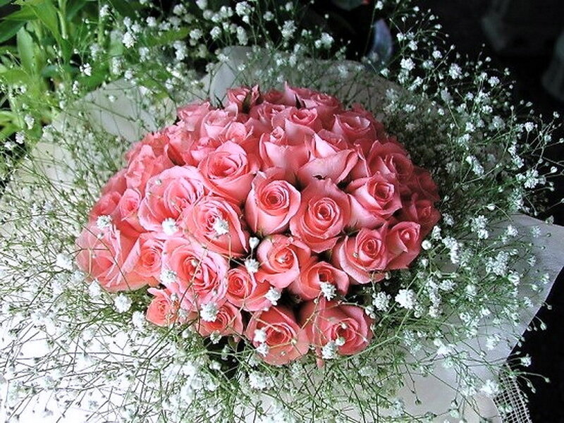 Bouquet of Pink Roses — Calm, Photograph, Baby's Breath, Green Leaves, White Paper