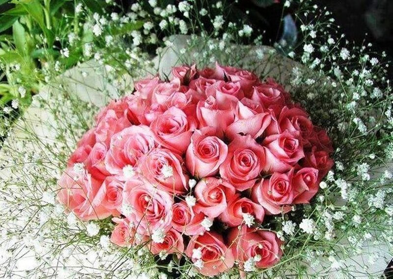 Bouquet of Pink Roses — Calm, Photograph, Baby's Breath, Green Leaves, Wrapping Paper