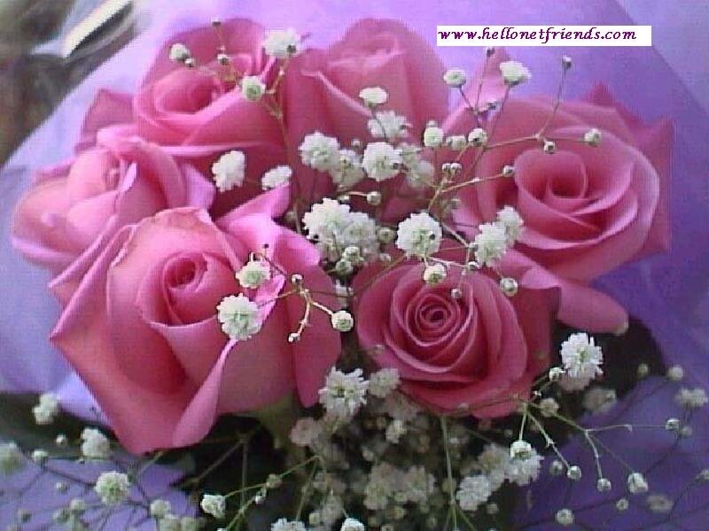 Bouquet of Pink Roses — Calm, Photograph, Baby's Breath, Purple Wrapping Paper