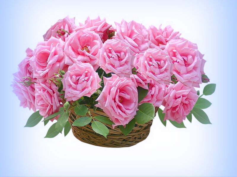 Bouquet of Pink Roses — Calm, Photograph, Basket