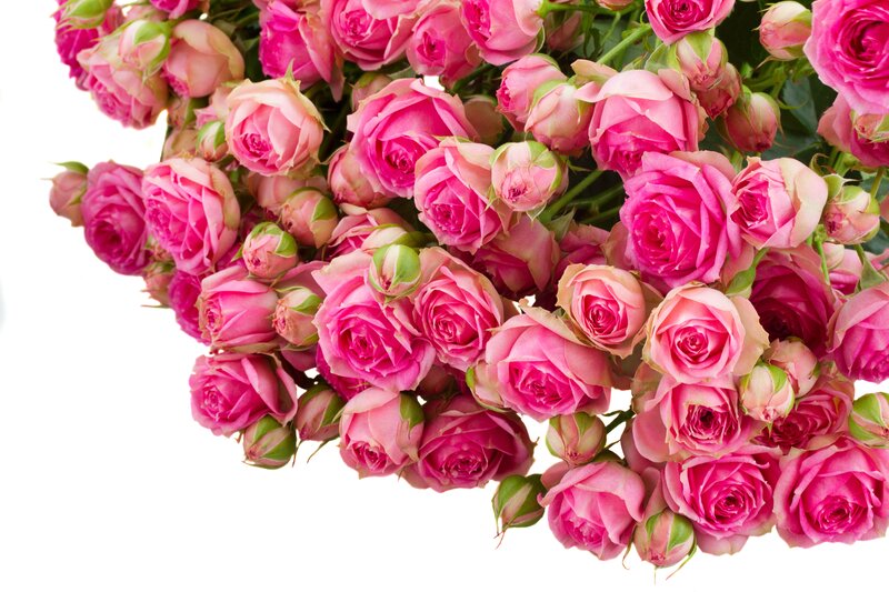Bouquet of Pink Roses — Calm, Photograph, Buds, Green Leaves